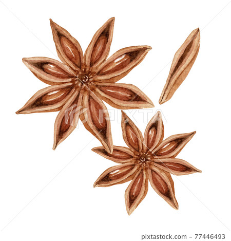 八角八角八角香料香料水彩插圖 77446493