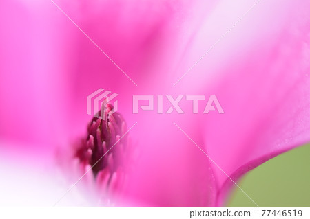 紫水晶蓮花 紫水晶蓮花 77446519