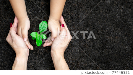 Planting seedlings of adult hands and young hands. Environmental Tree Concept Planting seedlings of adult hands and young hands. Environmental Tree Concept 77446521