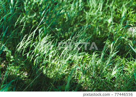 Wild grass fluttering in the spring breeze on the riverbed of the Tama River Wild grass fluttering in the spring breeze on the riverbed of the Tama River 77446556