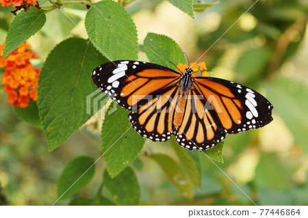 Common Tiger (Danaus genutia) butterfly seeking nectar on Ziziphus oenoplia blossom with natural green background, Orange with white and black color pattern on wing of Monarch butterfly 77446864