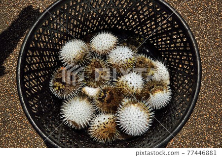 台灣漁港常見刺河豚(Diodon holocanthus) 77446881