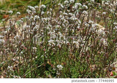 White, small flowers of clustered sycamore, Tadami Town, Fukushima Prefecture White, small flowers of clustered sycamore, Tadami Town, Fukushima Prefecture 77446995