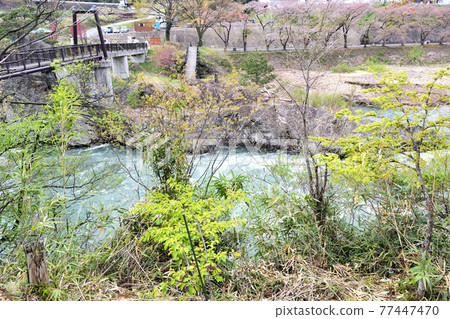 [群馬縣利根郡] Spring Minakami Suwakyo Sasabue Bridge 77447470