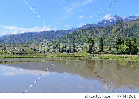 When Azumino's May rice planting When Azumino's May rice planting 77447801