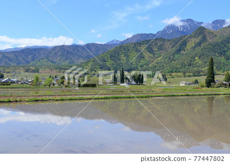 當Azumino的五月種植水稻 77447802