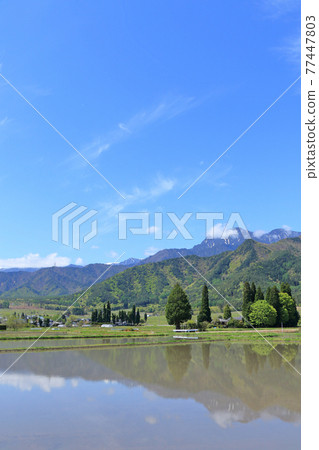 當Azumino的五月種植水稻 當Azumino的五月種植水稻 77447803