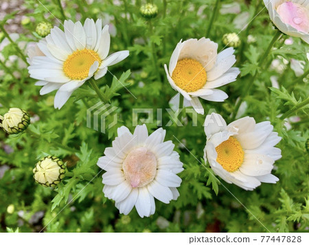 白花和櫻花花瓣似雪柱/白花 白花和櫻花花瓣似雪柱/白花 77447828