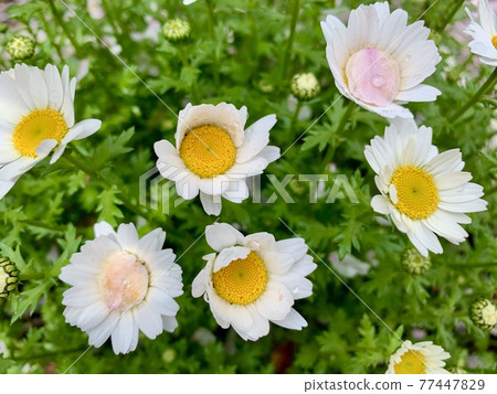 白花和櫻花花瓣似雪柱/白花 白花和櫻花花瓣似雪柱/白花 77447829