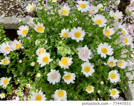 White flowers and cherry blossom petals that seem to be snow poles / The white flowers 77447831