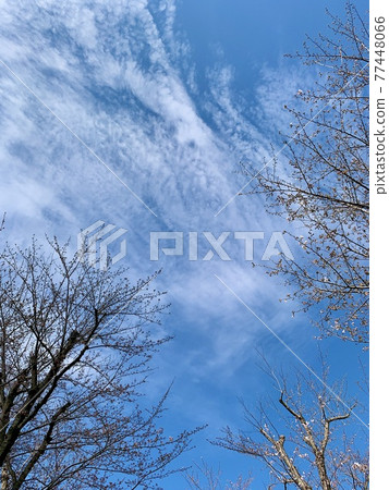The blue sky and cherry blossom 77448066