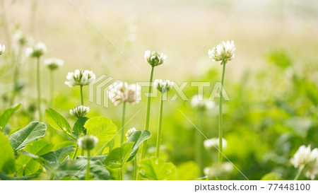 I took a close-up shot of the rabbit grass in the park. I took a close-up shot of the rabbit grass in the park. 77448100
