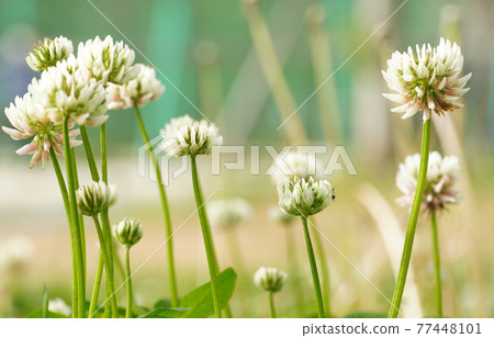 I took a close-up shot of the rabbit grass in the park. 77448101