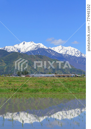 Ushirotateyama mountain range in the Northern Alps in May seen from the foot of the mountain Ushirotateyama mountain range in the Northern Alps in May seen from the foot of the mountain 77448102