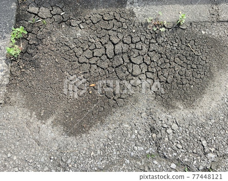 破裂的地面和小雜草 植物 照片素材 圖片 圖庫
