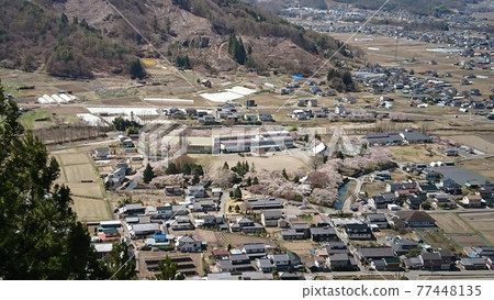 從展望台龍岡城五棱郭盛開的櫻花（2021年4月） 77448135