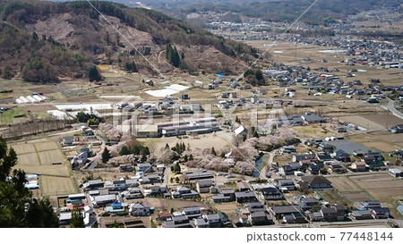 從展望台龍岡城五棱郭盛開的櫻花（2021年4月） 77448144