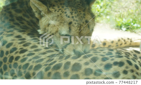 I took a picture of a cheetah at the zoo. 77448217