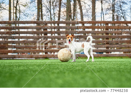 DOg play football on the field 77448238