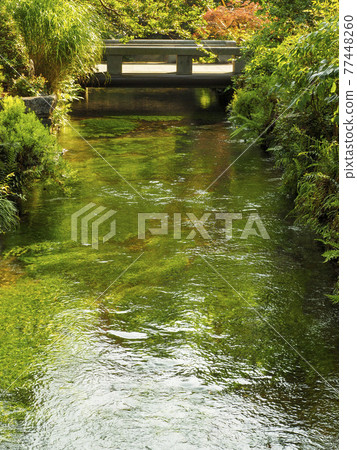 Jizo River and plum blossom algae in Samegai-juku 77448260