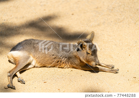 Mara mammals 77448288
