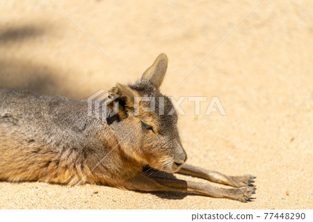 Mara mammals 77448290