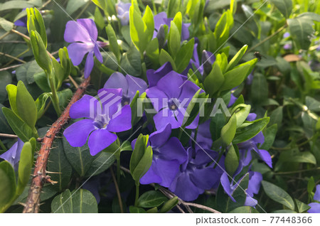 Blooming periwinkle on the sunset in springtime with grass background. Sunrays. Golden hour. Blooming periwinkle on the sunset in springtime with grass background. Sunrays. Golden hour. 77448366