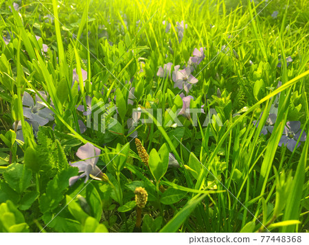 Blooming periwinkle on the sunset in springtime with grass background. Sunrays. Golden hour. 77448368