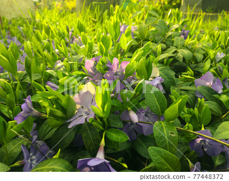 Blooming periwinkle on the sunset in springtime with grass background. Sunrays. Golden hour. Blooming periwinkle on the sunset in springtime with grass background. Sunrays. Golden hour. 77448372