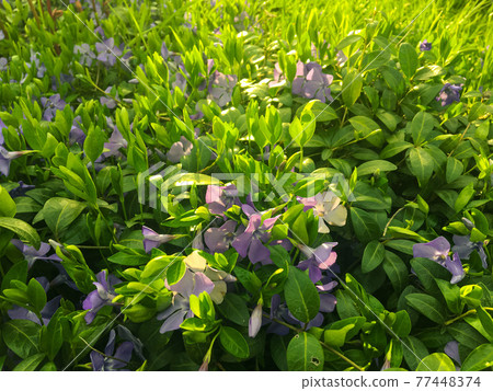 Blooming periwinkle on the sunset in springtime with grass background. Sunrays. Golden hour. 77448374