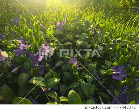 Blooming periwinkle on the sunset in springtime with grass background. Sunrays. Golden hour. 77448378