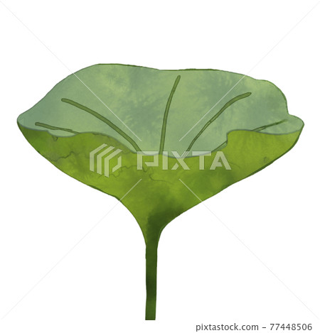 長綠色莖的哈斯 77448506