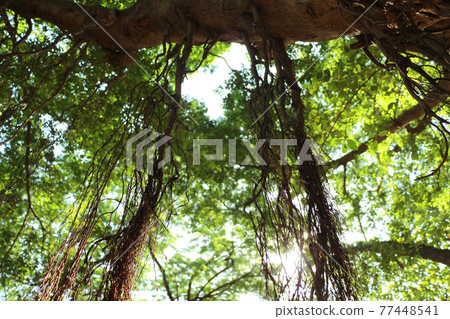 Banyan Bodhi Tree Root Banyan Bodhi Tree Root 77448541