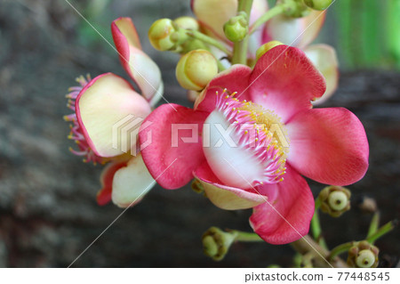 霍根樹花 霍根樹花 77448545