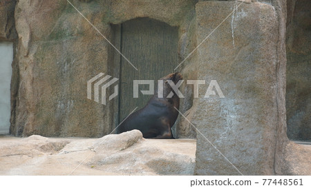 我在動物園拍了一張海獅的照片。 我在動物園拍了一張海獅的照片。 77448561