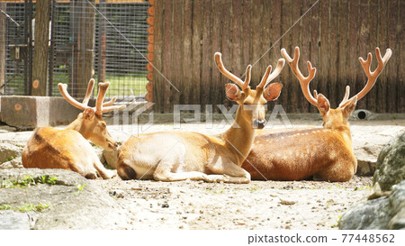 我在動物園拍了一張鹿的照片。 我在動物園拍了一張鹿的照片。 77448562