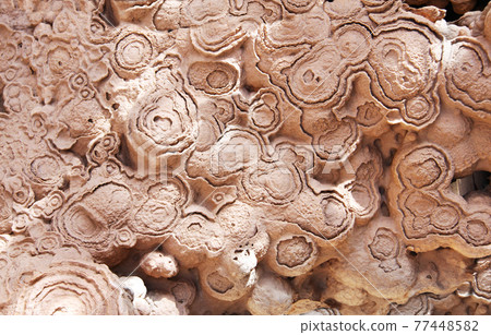 Petrified fossil stromatolite Petrified fossil stromatolite 77448582