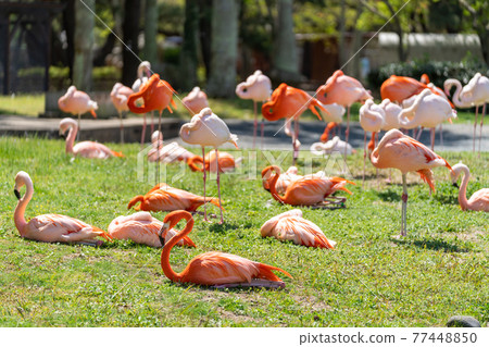 Flamingo birds 77448850