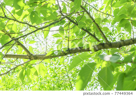 Fresh green early summer eco image Fresh green early summer eco image 77449364