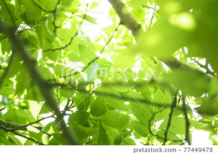 清新的綠色初夏生態形象 清新的綠色初夏生態形象 77449478