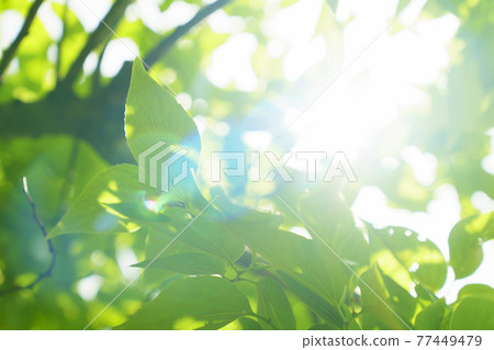 清新的綠色初夏生態形象 清新的綠色初夏生態形象 77449479