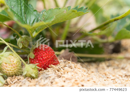 田裡的草莓 草莓 草莓 77449623