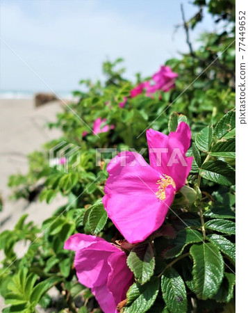 Hamanous flowers blooming on the sandy beach 77449652
