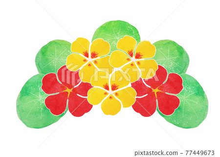 Nasturtium Nasturtium 77449673