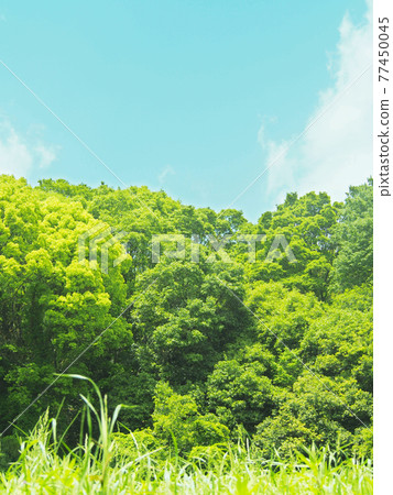 Meadow open space on a sunny day 77450045