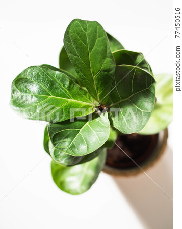 Green leafs ficus lyrata bombino on white background Green leafs ficus lyrata bombino on white background 77450516