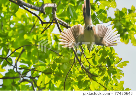 Azure-winged magpie (Onaga) Azure-winged magpie (Onaga) 77450643