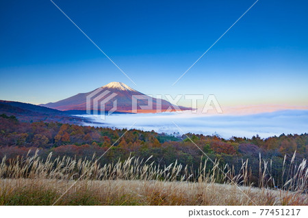 山梨縣南鶴區山中湖村的全景台,被富士山覆蓋的山中湖和被晨光照亮的雲海 山梨縣南鶴區山中湖村的全景台,被富士山覆蓋的山中湖和被晨光照亮的雲海 77451217