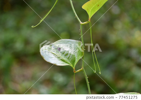 Smilax china china Smilax china china 77451275