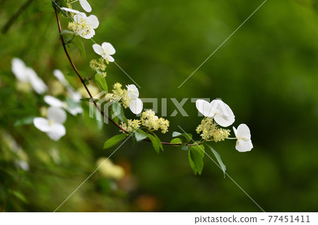 Flower of Hydrangea lutea (small empty tree) Flower of Hydrangea lutea (small empty tree) 77451411